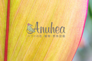 Anuhea logo