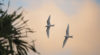 Manu-o-Ku, White Tern