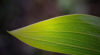 Acacia koa