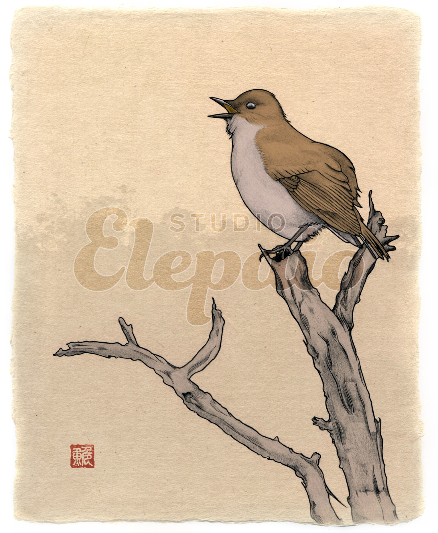Omao (Hawaiian Thrush)