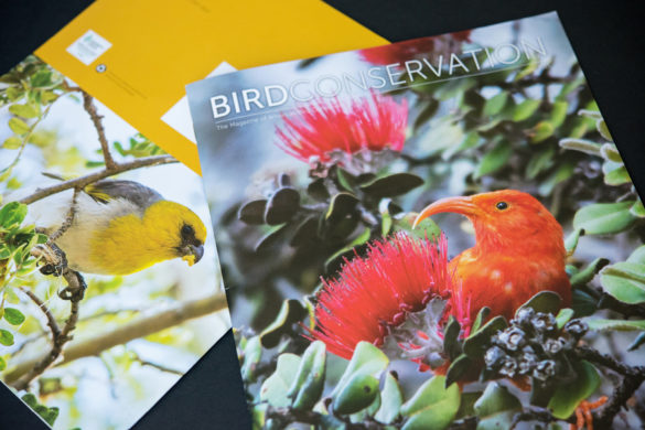 Bird Conservation (Iiwi, Palila)