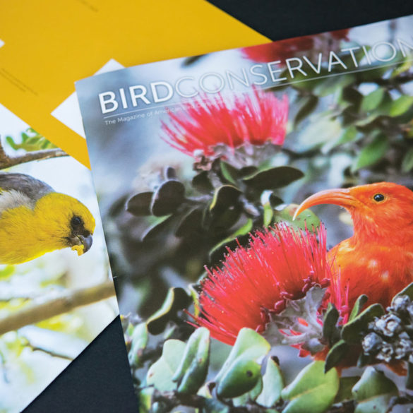 Bird Conservation (Iiwi, Palila)