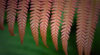 Amau fern