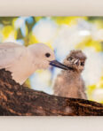 White Tern (Manu-o-Ku) metal print