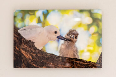 White Tern (Manu-o-Ku) metal print