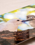 White Tern (Manu-o-Ku) metal print