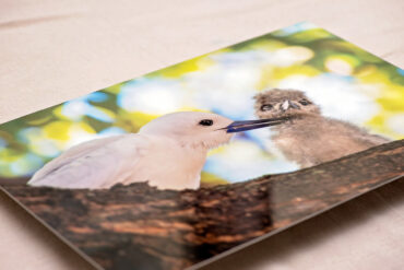 White Tern (Manu-o-Ku) metal print