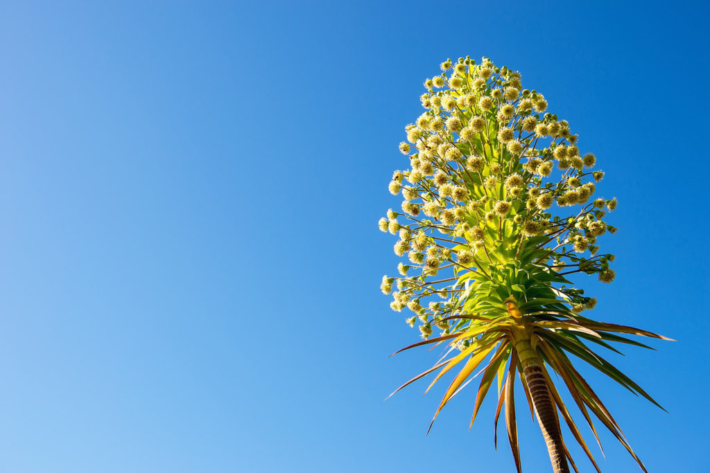 Iliau (Wilkesia gymnoxiphium)