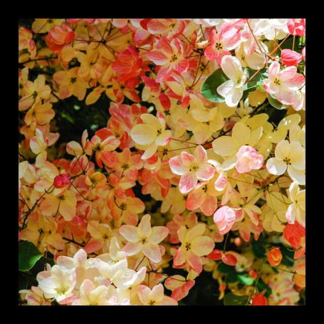 Rainbow shower “Wilhelmina Tenney” in full bloom. Photographed in end of July in Honolulu by @sakitsuhaya

#hawaiiplants #plantsofhawaii #hawaiiflowers #rainbowshower #showertree #wilhelminatenney #plant #flowers #blossoms #tree #pink #tropical #park #summer