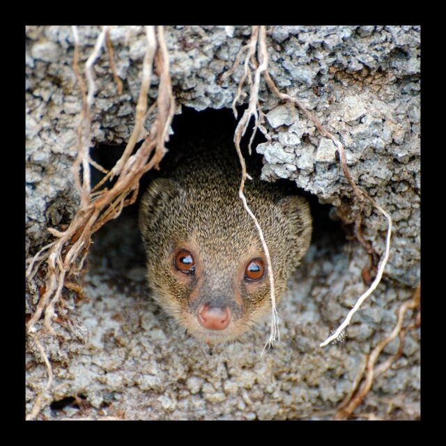 Small Indian mongoose or Javan mongoose (Herpestes javanicus). Photographed on Round Top Drive, Honolulu. Photo by @sakitsuhaya 

#hawaii #mongoose #smallindianmongoose