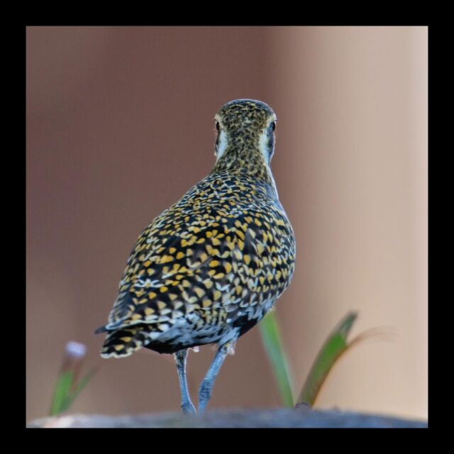 Apparently, kōlea (Pacific golden-plover) can see rearward pretty well. 

#hawaiibirds #birdsofhawaii #kolea #plover #pacificgoldenplover #pluvialisfulva #bird #hawaii #wildlife #migratory #visitor #pacific #nature #wild #spring