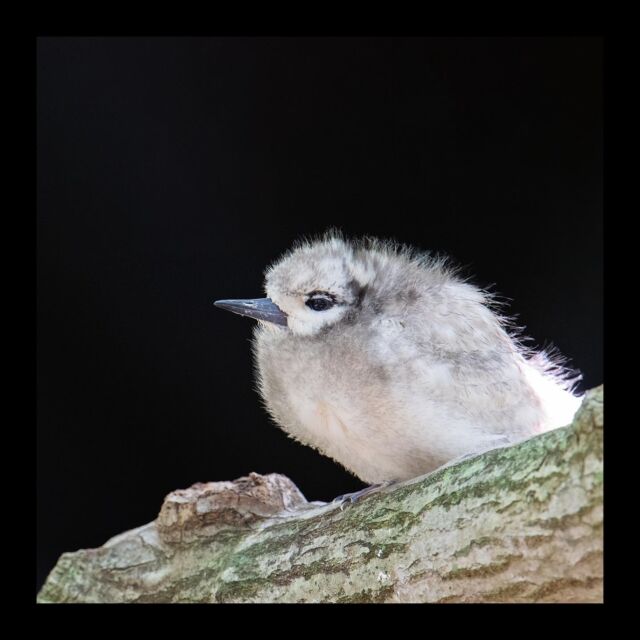 Manu-o-Kū (White Tern) chick

#hawaiibirds #birdsofhawaii #hawaiiflowers #manuoku #whitetern #tern #bird #hawaii