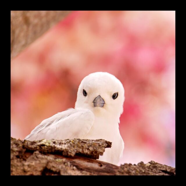 These photos were taken in March 2019. One of the shower trees at UH Manoa was in full bloom, and there was a manu-o-kū nesting on the tree! 

#hawaiibirds #birdsofhawaii #hawaiiflowers #manuoku #whitetern #tern #bird #hawaii