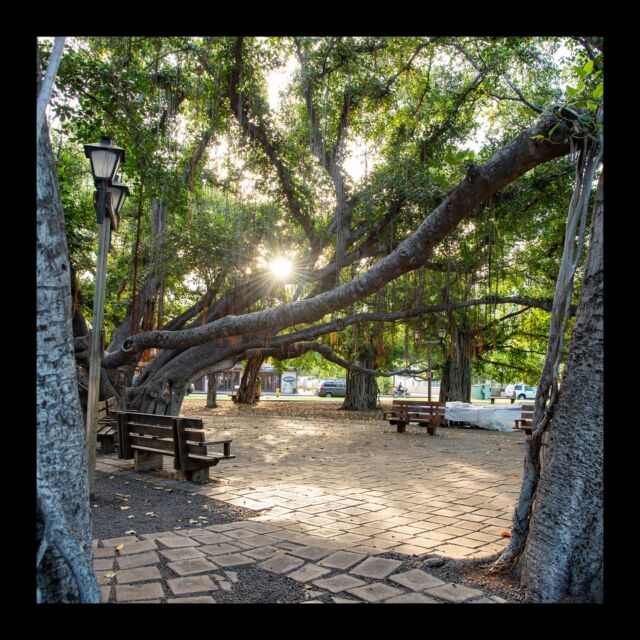 Looking back at the photos I took when I visited Lahaina in 2018, many beautiful memories come to life. The reality that those cherished places have been lost is incredibly painful.

With heartfelt thoughts for those affected, I sincerely pray for a swift recovery and reconstruction.

#prayformaui #lahaina